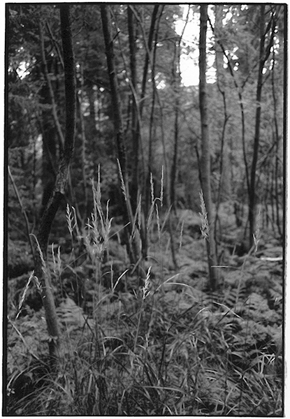 Harz Wald Fotografie Schwarzweiß Landschaft Landschaftsphotgraphie Landschaftsfotografie Landscape
