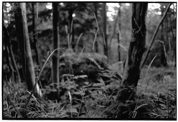 Harz Wald Fotografie Schwarzweiß Landschaft Landschaftsphotgraphie Landschaftsfotografie Landscape