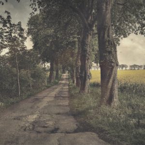 Hipstamatic Foto einer Allee in Schleswig-Holstein