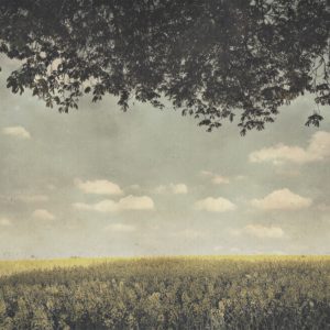 Hipstamatic Foto eines Rapsfeldes im Retrostil