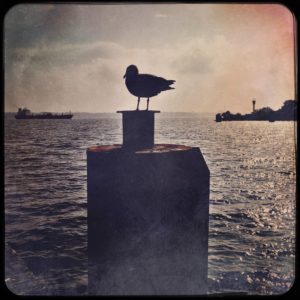 Hipstamatic Foto einer Möwe am Anleger an der Kieler Förde