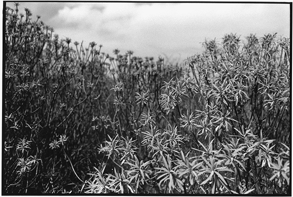 Fotografie Schwarzweiß Landschaft Landschaftsphotgraphie Landschaftsfotografie Landscape La Palma Pflanzen Botanik
