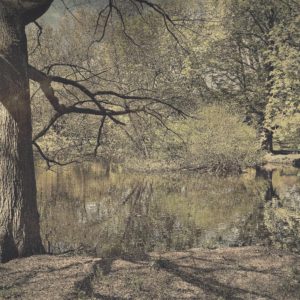 Hipstamatic Foto eines Baumes am Teich