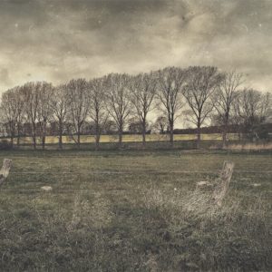 Hipstamatic Foto einer Baumreihe hinter Weide