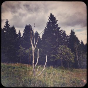 Hipstography einer Baumleiche