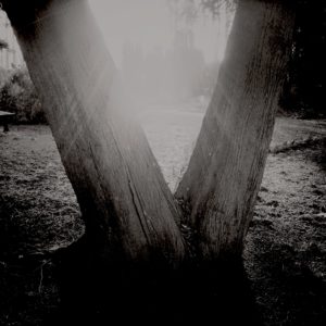 Hipstamatic schwarz-weiß Foto Magischer Friedhofsbaum