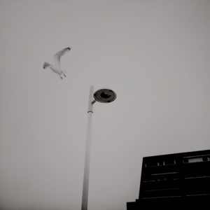 Schwarz-weiß Hipstamatic Foto Seemöwe Schilksee