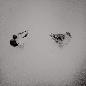 Schwarz-weiß Hipstamatic Foto Enten Paarstudie Schilksee